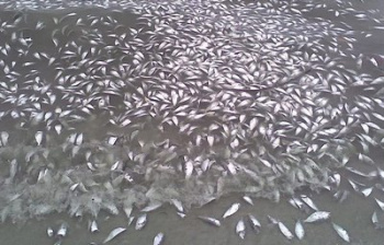 Laudo da causa da morte de peixes no rio Negro deve sair em sete dias