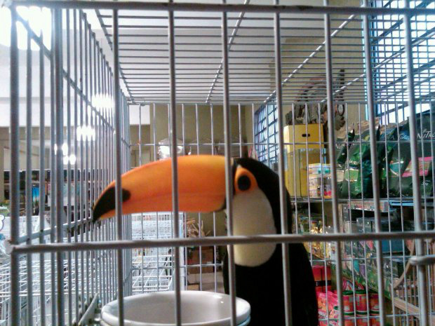 Adiada a divulgação da lista de animais que podem ser vendidos como de estimação