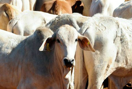 Fazenda no MS é exemplo de boas práticas socioambientais