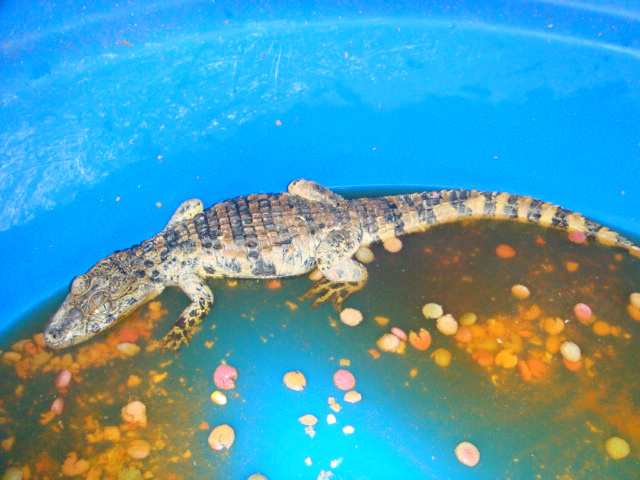 PMA autua homem que criava jacaré como animal de estimação