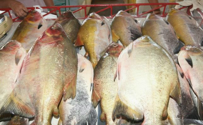 Estão abertas as inscrições para o curso de Criador de Peixe em Amambai Foto: Divulgação