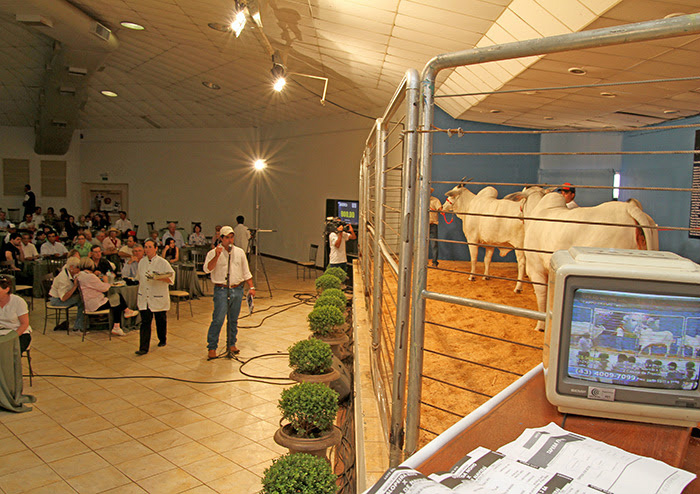 Expo Nelore MS busca bater recorde em faturamento da última edição Expo Nelore MS busca bater recorde em faturamento da última edição
