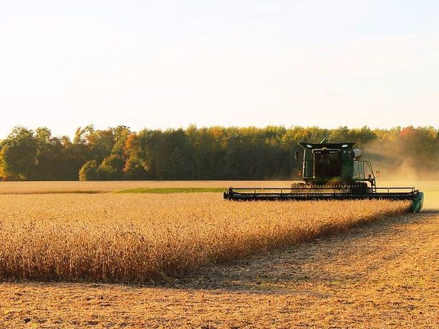 Soja lidera exportações do agronegócio brasileiro em abril Foto: Divulgação