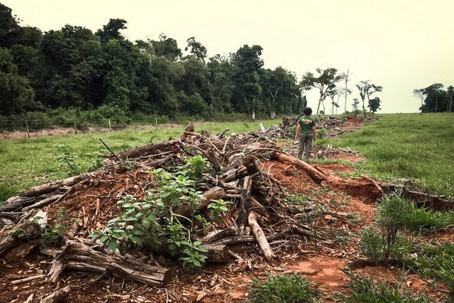 Fiscal do Ibama vistoria desmatamento em área remanescente de Mata Atlântica no Mato Grosso do SulFoto: Ibama