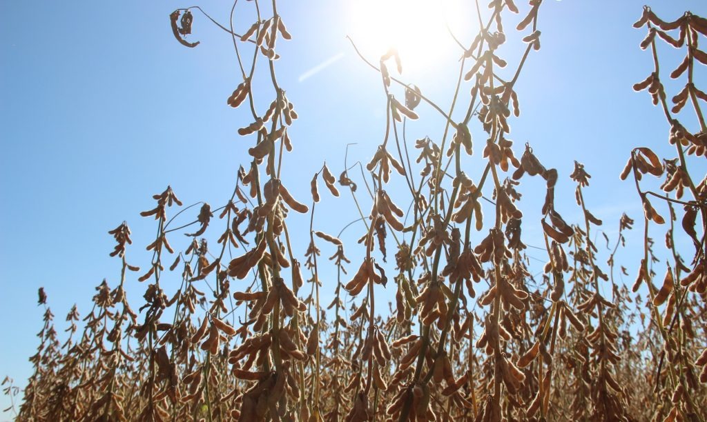 Cadastro da área onde será plantada soja em MS é obrigatório Cadastro da área onde será plantada soja em MS é obrigatório