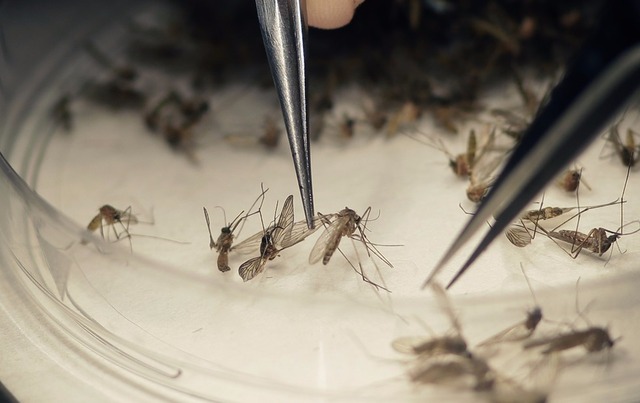 Governo declara fim de emergência nacional pelo vírus Zika Foto: Divulgação