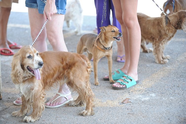 “Humanização” de animais de estimação gera negócios bilionários Divulgação.
