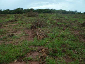 Fazendeiro é autuado em R$ 10 mil por desmatamento ilegal em região rural de Campo Grande