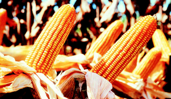 Produção brasileira de milho vai contribuir para abastecimento mundial