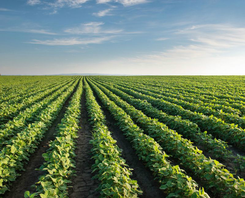 Países asiáticos buscam informações sobre políticas agrícolas brasileiras