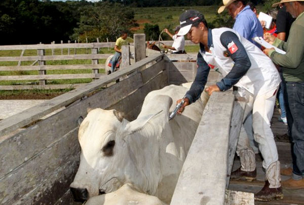 A meta é vacinar aproximadamente oito milhões de bovinos e bubalinos com até 24 meses de idade nas regiões do Planalto e de Fronteira e  de mamando a caducando, na região do Pantanal Foto: Divulgação