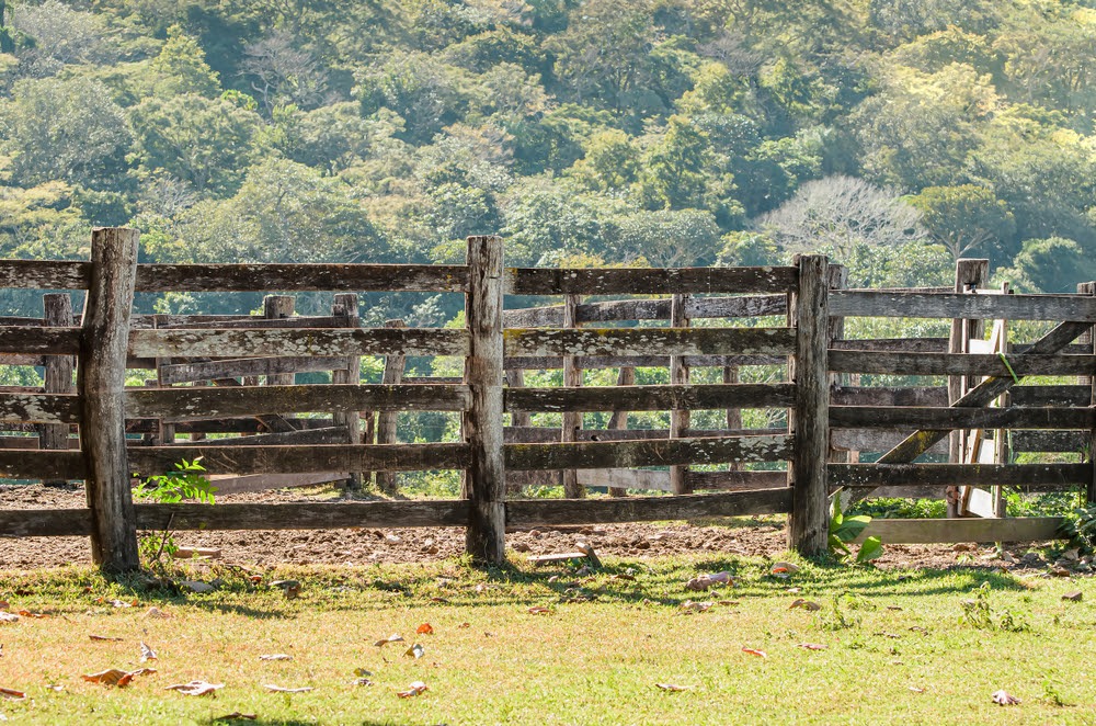 Produtores relatam onda de furtos em fazenda de MS Foto: divulgação