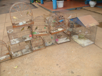 PMA apreende 32 aves criadas em cativeiro em Campo Grande e aplica multa de R$ 18.500,00 PMA apreende 32 aves criadas em cativeiro em Campo Grande e aplica multa de R$ 18.500,00