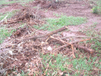 PMA autua fazendeiro em R$ 10 mil por desmatamento ilegal em Campo Grande
