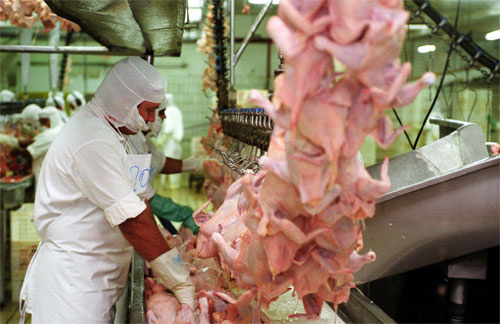 Exportações de carne de frango atingem recorde R$ 210 milhões em janeiro
