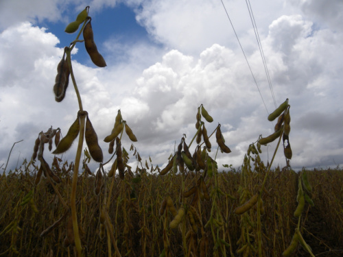 Produtores de Dourados estimam 45% de quebra na safra