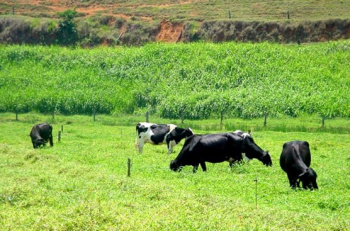 Adubação de pastagens não é um bicho de sete cabeças Adubação de pastagens não é um bicho de sete cabeças