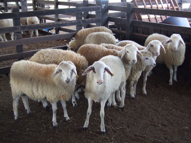 Cerca de 60% do consumo de carne ovina do Brasil é importada