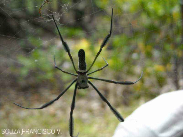 Descobertas 17 novas espécies de aranha na Mata Atlântica Descobertas 17 novas espécies de aranha na Mata Atlântica