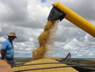 Com leves altas, grãos tentam consolidar recuperação nesta terça-feira Com leves altas, grãos tentam consolidar recuperação nesta terça-feira