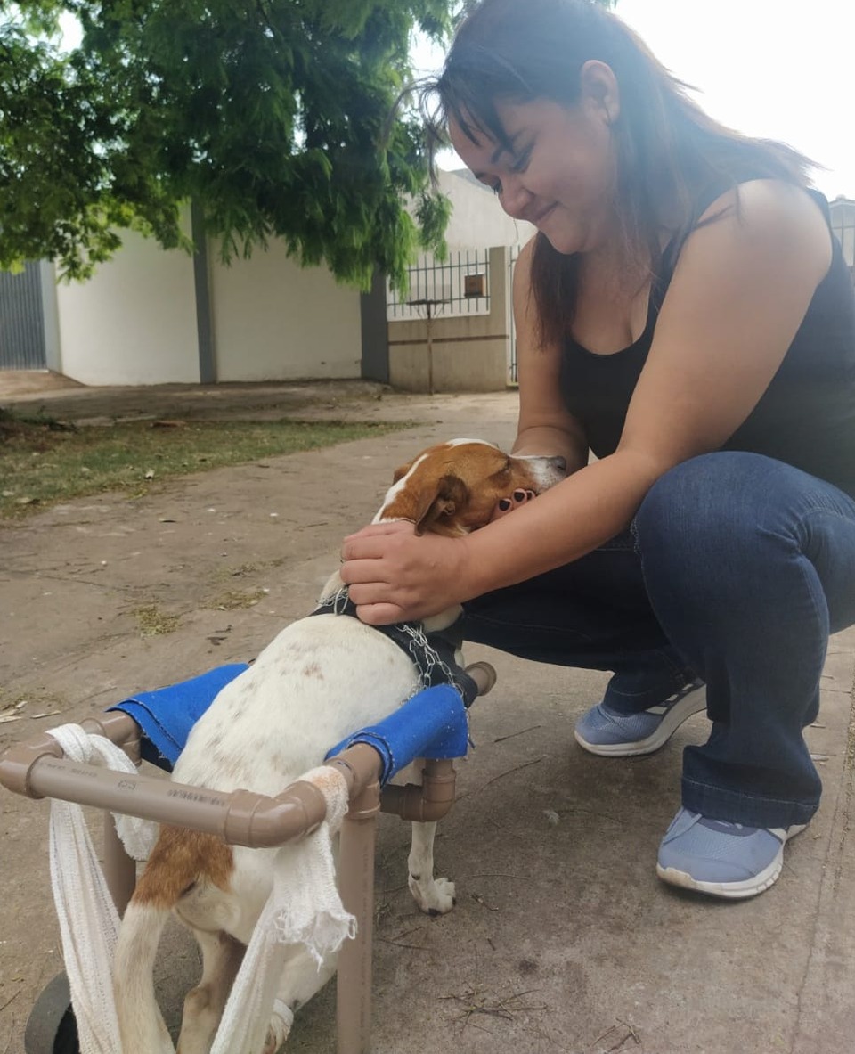 Amor pelo Pitoco fez Ana Paula adaptar uma cadeira de rodas animal A estrutura é feita de cano PVC e rodas de carrinho / Foto: Moreira Produções
