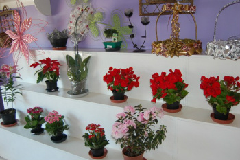 Semana da Mulher - Floratta oferece promoção de ramalhetes