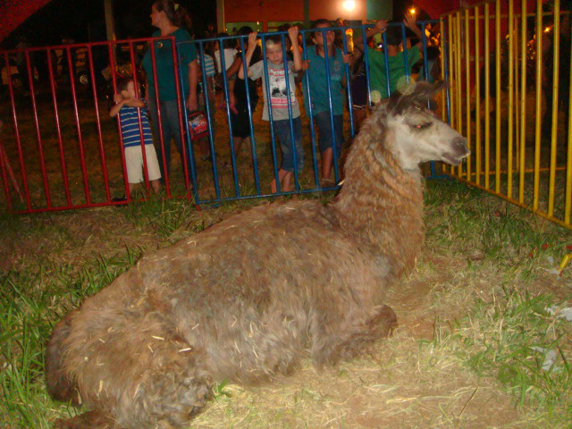 PMA autua dono de circo em R$ 17 mil por uso de animais como atrativos