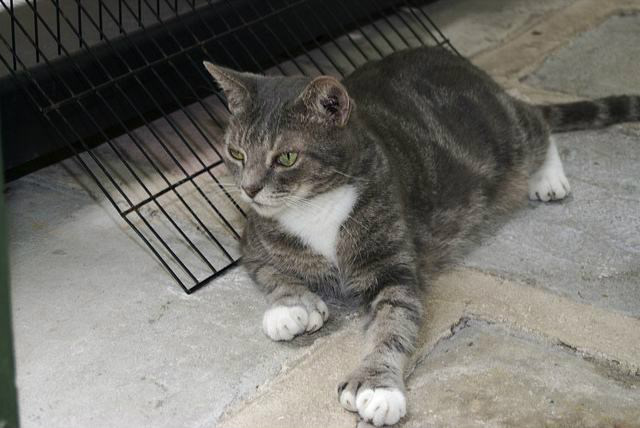 7 curiosidades superfofas sobre gatos com dedinhos extras