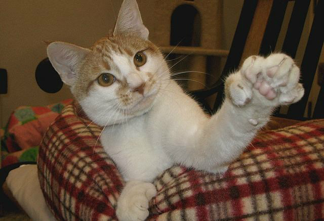 7 curiosidades superfofas sobre gatos com dedinhos extras