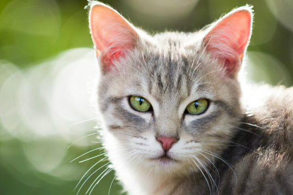 7 curiosidades superfofas sobre gatos com dedinhos extras