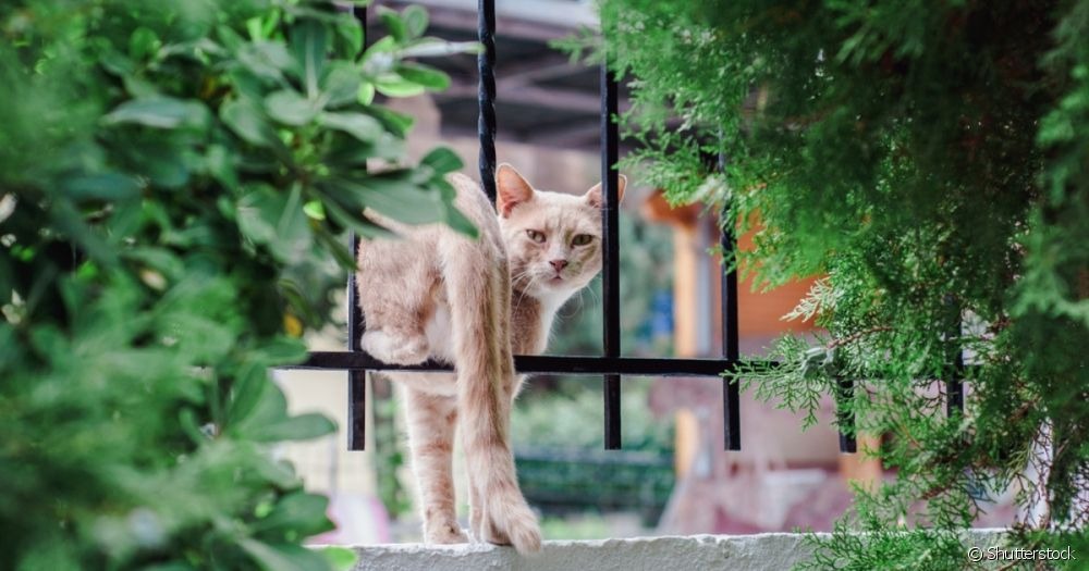 Meu gato sumiu: o que devo fazer?