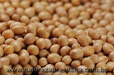 Produção de grãos deve ter queda de 2,4% em relação à safra anterior