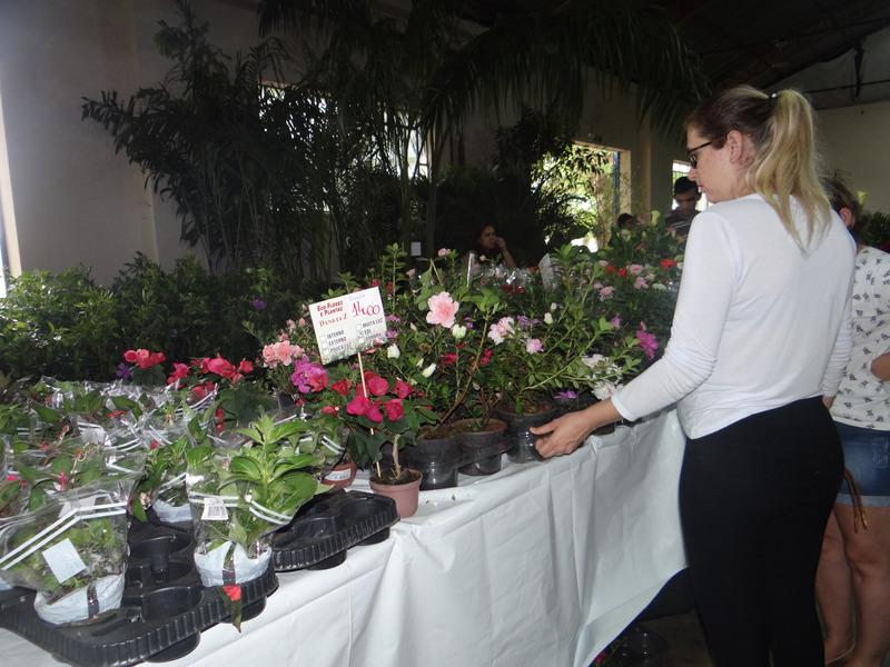 Feira das Flores embeleza Amambai até o domingo (30) A feira atrai centenas de visitantes por dia / Foto: Moreira Produções