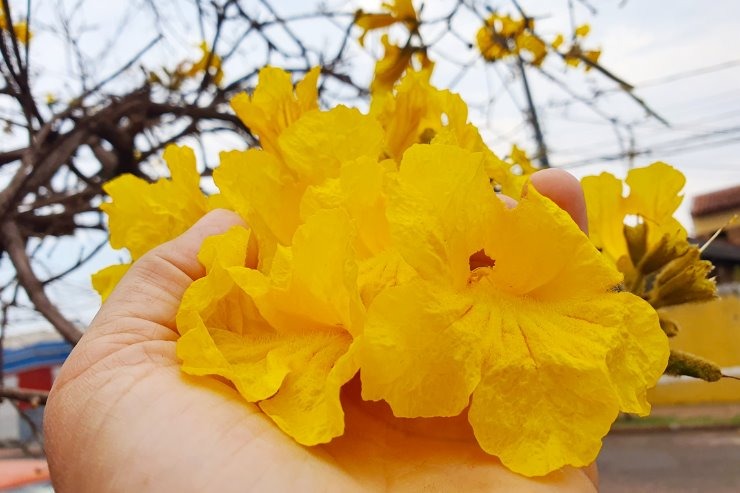 Campanha ganha colorido especial com a florada de ipês amarelos em Mato Grosso do Sul / Foto: Divulgação