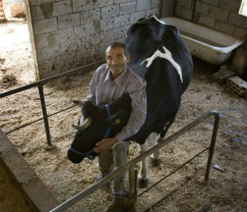 Doenças animais podem ser transmitidas na região de fronteira entre a Síria e o Líbano. Foto: FAO/Kai Wiedenhoefer