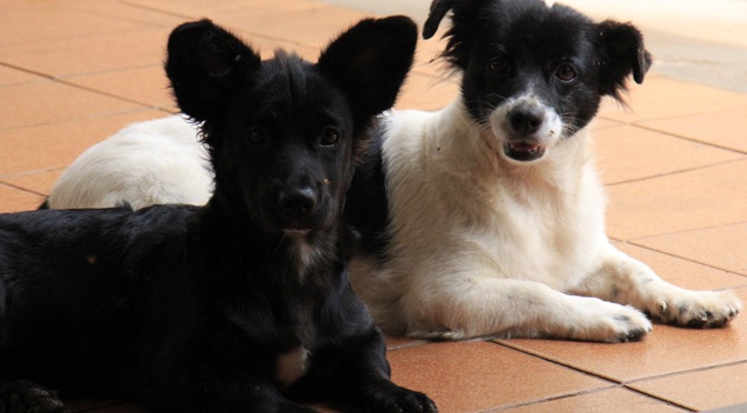 Dezembro vai ser mês de campanha contra abandono de animais Dezembro vai ser mês de campanha contra abandono de animais