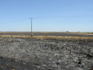 Queimada atingiu parte em que milho já havia sido colhido. (Foto: Rodrigo Pazinato)