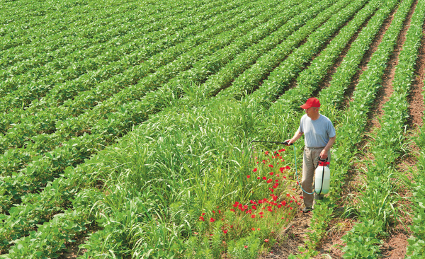Plantas daninhas resistentes ao glifosato em lavoura de milho