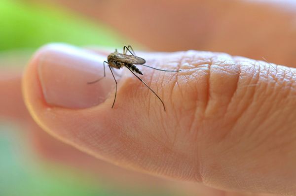 Larvas demoram oito dias para se tornarem mosquitos / Foto: Divulgação