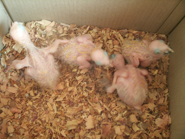 Traficante de papagaios é preso e autuado em R$ 20 mil