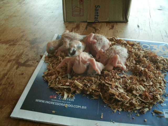 Traficante de papagaios é preso e autuado em R$ 20 mil