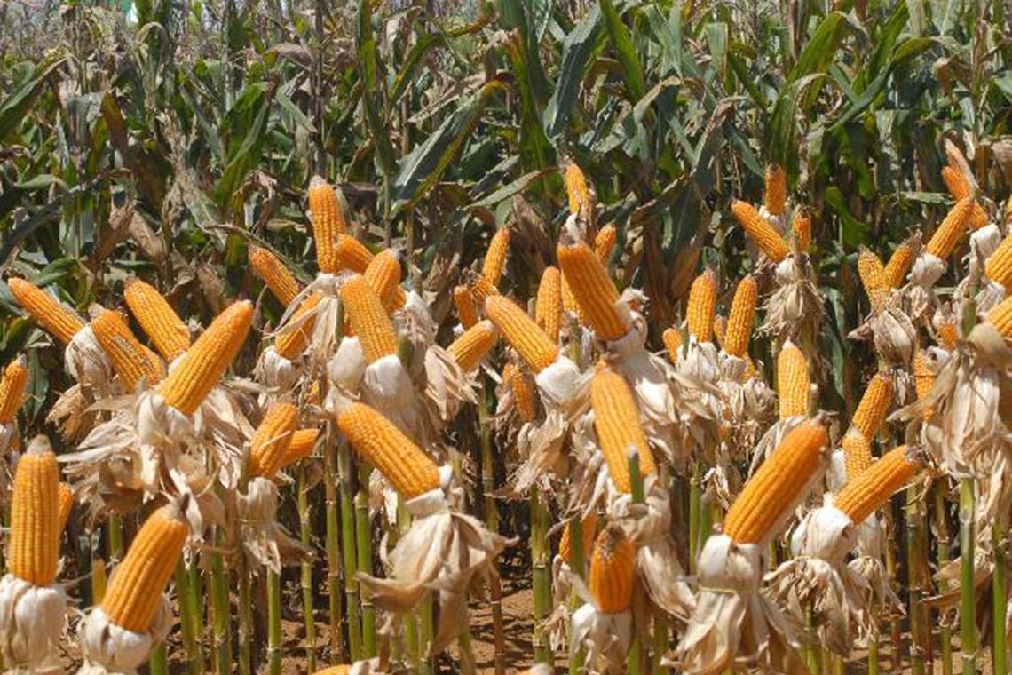 Safra de grãos deve fechar 2019 com crescimento de 5,9% , diz IBGE Elza Fiúza/Agência Brasil