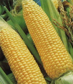 Cotação do Milho Seco Sc 60Kg - 12.09.2011