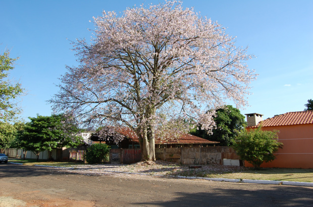 Primavera: A estação das flores As árvores floridas estão nas ruas da cidadeFoto: Moreira Produções