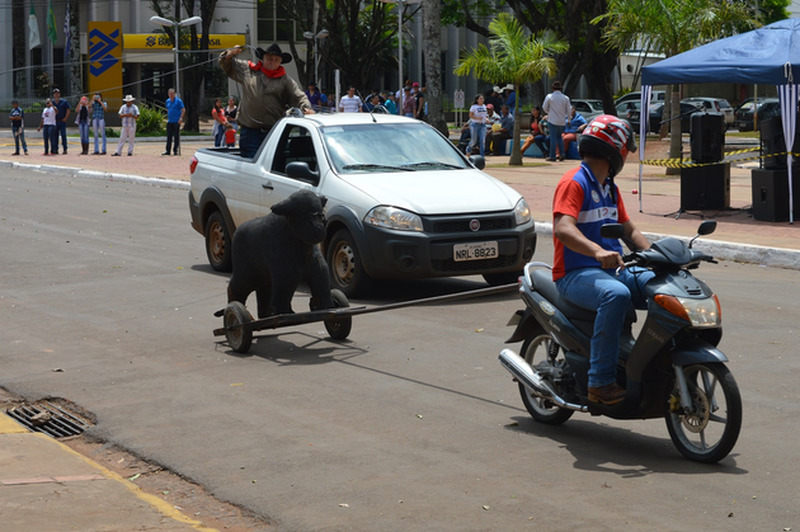 Disputas e diversão marcam último dia de festividade dos 70 anos de Amambai Laçada com o boi sendo puxado por uma moto foi uma das atrações da manhã / Foto: Moreira Produções