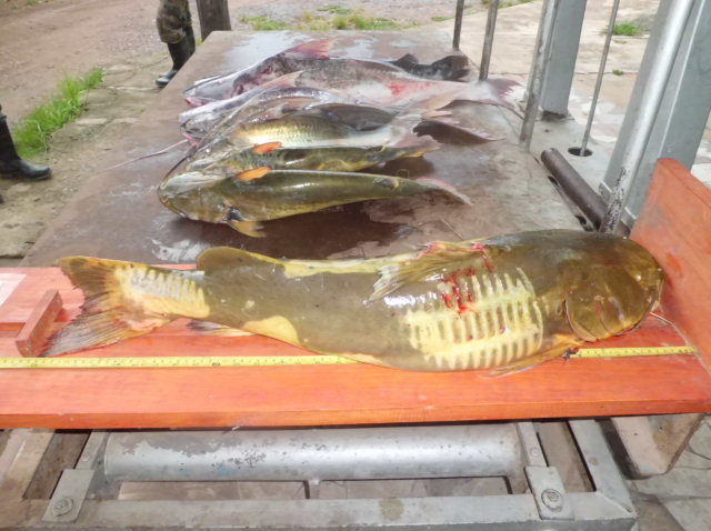 PMA autua 21 e apreende 291 kg de pescado em dois meses da operação piracema