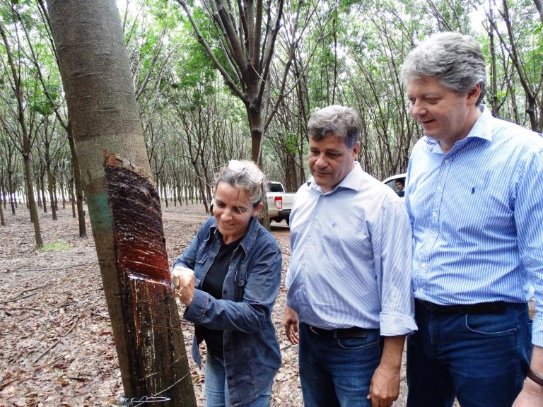 Jaime Verruck (à direita) na plantação de seringueiras de Aparecida do Taboado em produção.