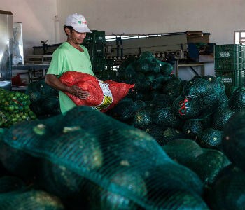 Índice de preços dos alimentos estável. Foto: FAO