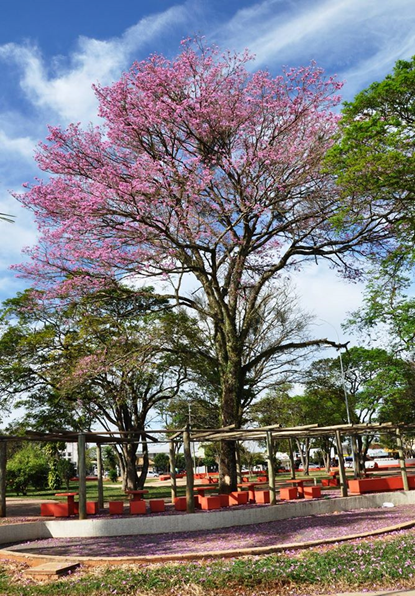 Sobre florir, merecer e semear... Sobre florir, merecer e semear...