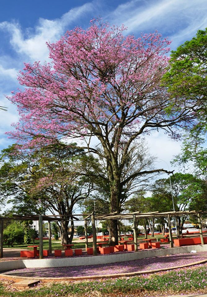 Sobre florir, merecer e semear...